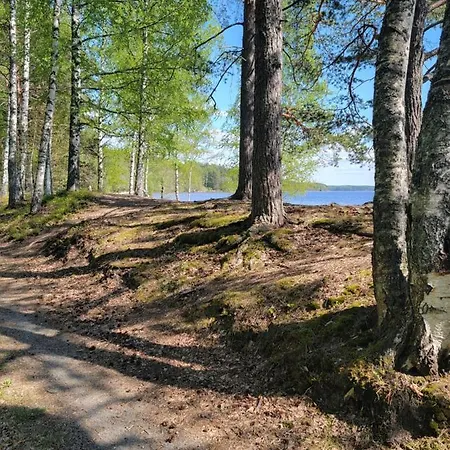Sunny Next To A Beautiful In The Forest *